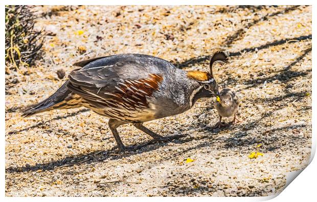 Gambel's Quail Giving Food to Chick Arizona Print by William Perry