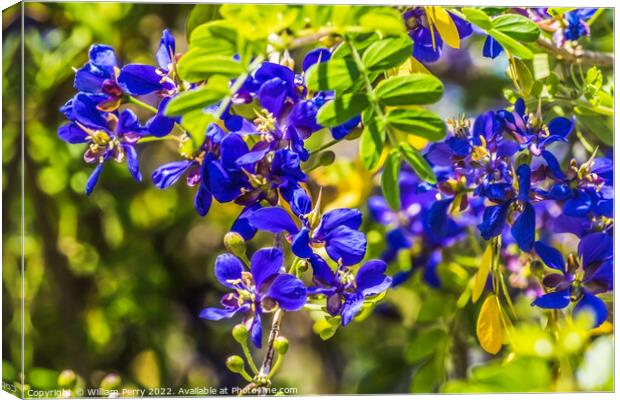Blue Small Flowers Guaiacum coulteri Blooming Macro Canvas Print by William Perry