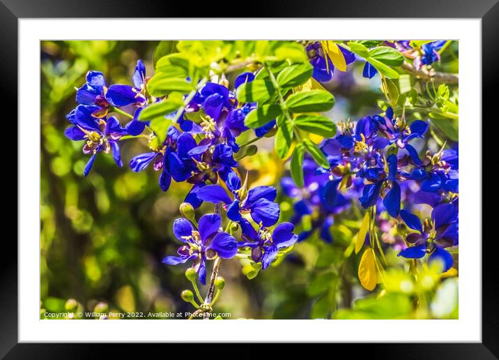 Blue Small Flowers Guaiacum coulteri Blooming Macro Framed Mounted Print by William Perry