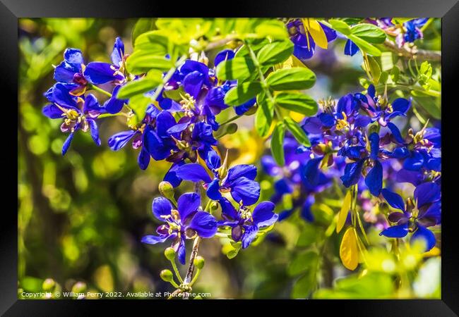 Blue Small Flowers Guaiacum coulteri Blooming Macro Framed Print by William Perry