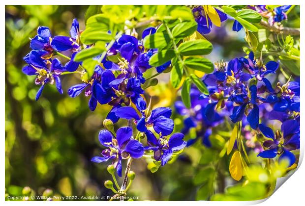 Blue Small Flowers Guaiacum coulteri Blooming Macro Print by William Perry