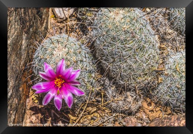 Pink Flower Graham's Nipple Pincushion Cactus Blooming Macro Framed Print by William Perry