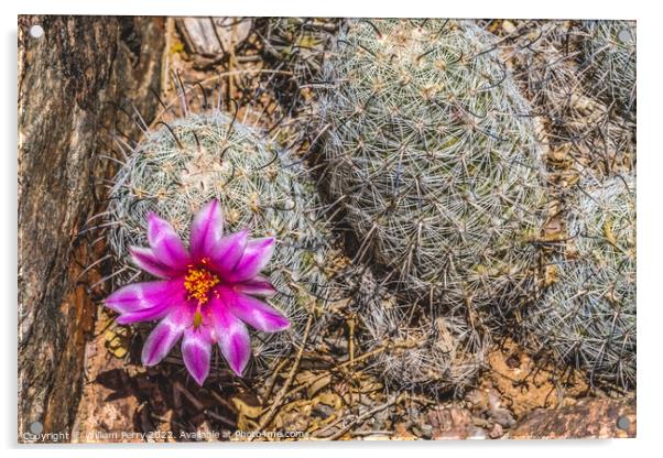 Pink Flower Graham's Nipple Pincushion Cactus Blooming Macro Acrylic by William Perry