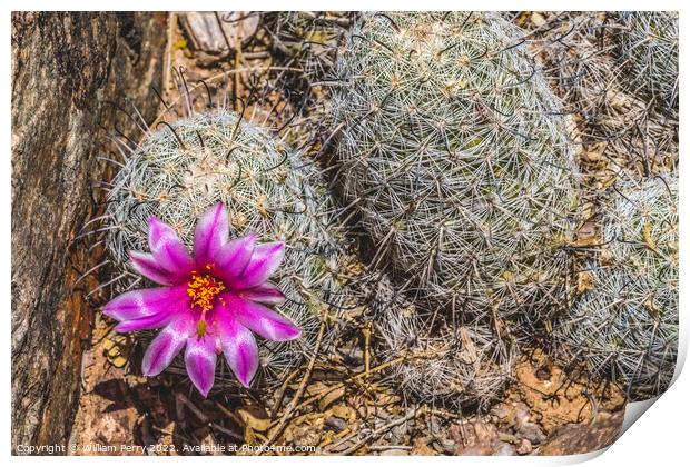 Pink Flower Graham's Nipple Pincushion Cactus Blooming Macro Print by William Perry