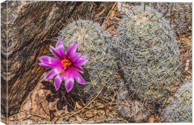 Pink Flower Graham's Nipple Pincushion Cactus Blooming Macro Canvas Print by William Perry