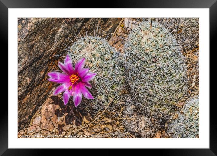 Pink Flower Graham's Nipple Pincushion Cactus Blooming Macro Framed Mounted Print by William Perry