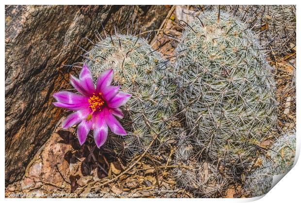Pink Flower Graham's Nipple Pincushion Cactus Blooming Macro Print by William Perry