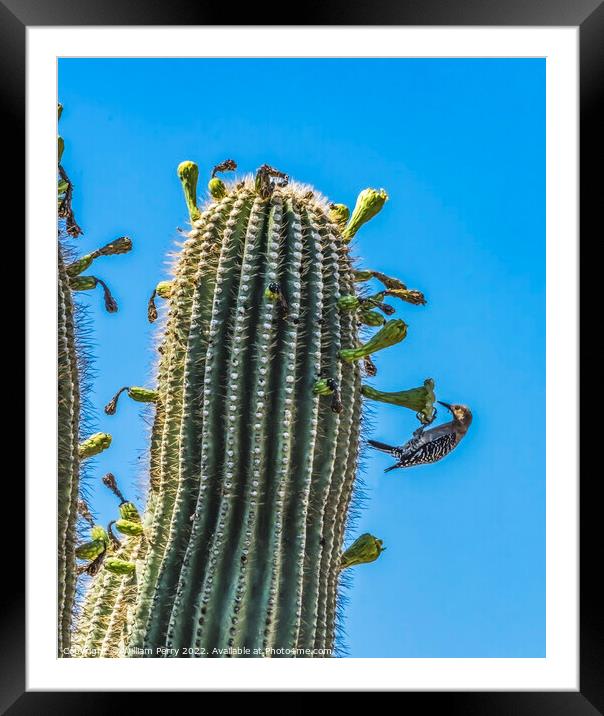 Gila Woodpecker White Flowers Saguaro Cactus Blooming  Framed Mounted Print by William Perry