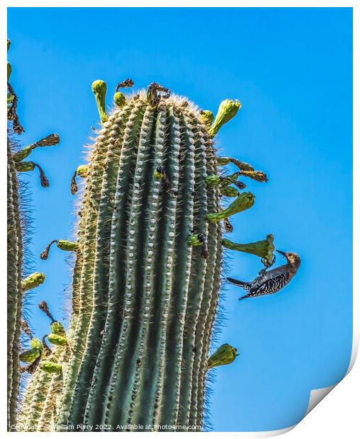 Gila Woodpecker White Flowers Saguaro Cactus Blooming  Print by William Perry