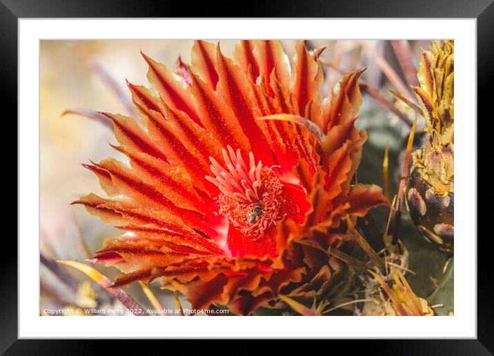 Red Blossom Insect Fishhook Barrel Cactus Blooming Macro Framed Mounted Print by William Perry