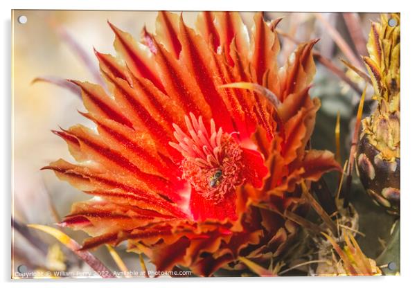 Red Blossom Insect Fishhook Barrel Cactus Blooming Macro Acrylic by William Perry