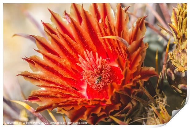 Red Blossom Insect Fishhook Barrel Cactus Blooming Macro Print by William Perry