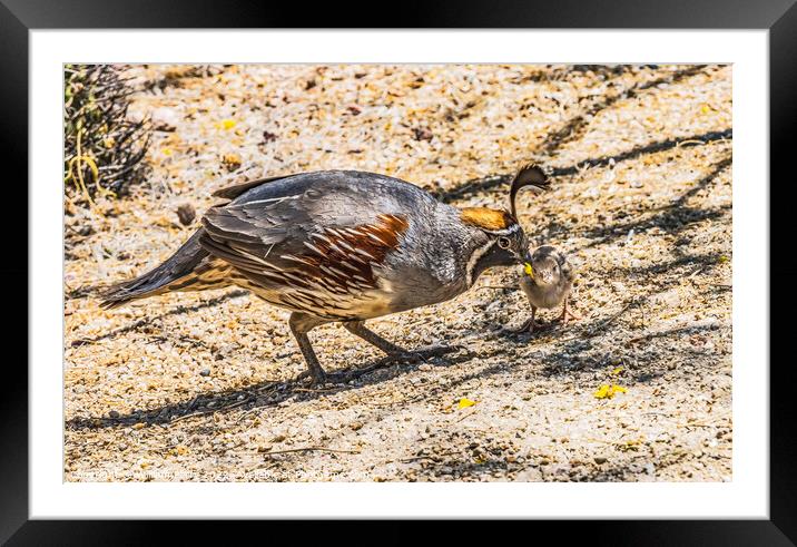 Gambel's Quail Giving Food to Chick Arizona Framed Mounted Print by William Perry