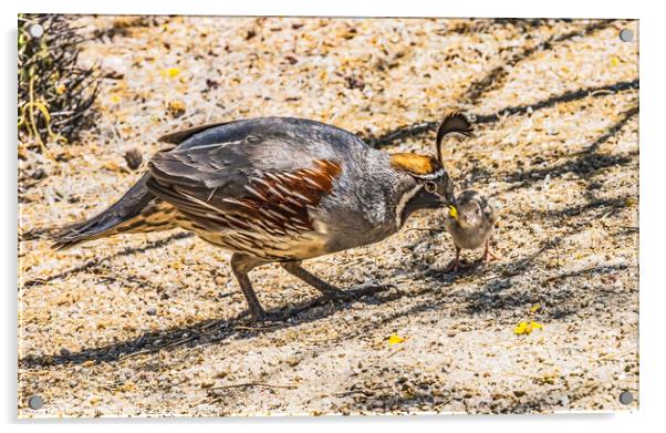 Gambel's Quail Giving Food to Chick Arizona Acrylic by William Perry