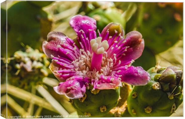 Pink Blossom Chain Fruit Silver Cholla Cactus  Canvas Print by William Perry