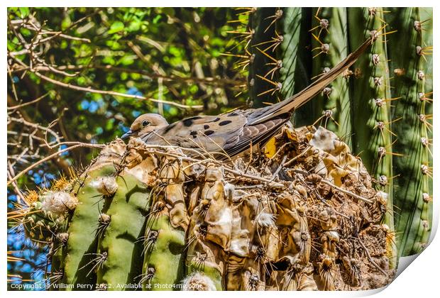Nesting Mourning Dove Phoenix Arizona Print by William Perry