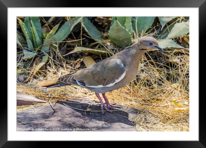 Mourning Dove Phoenix Arizona Framed Mounted Print by William Perry