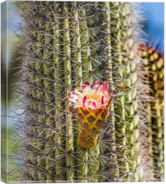 Flying Bee Large Flower Organ Pipe Cactus Blooming  Canvas Print by William Perry