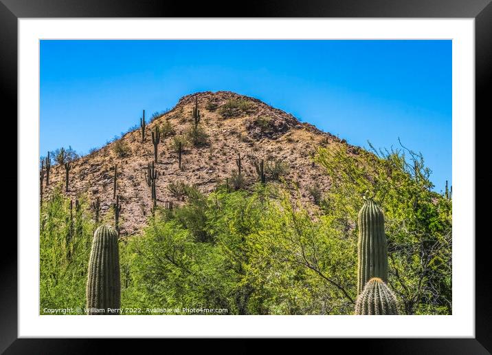 Brown Mountain Saguaro Cactus Desert Botanical Garden Phoenix Ar Framed Mounted Print by William Perry
