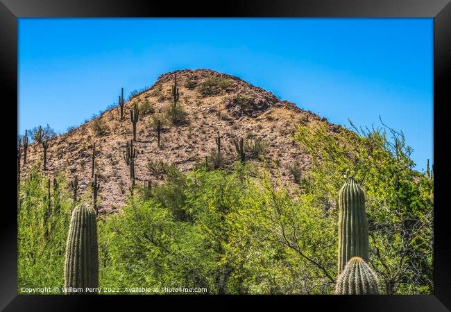 Brown Mountain Saguaro Cactus Desert Botanical Garden Phoenix Ar Framed Print by William Perry