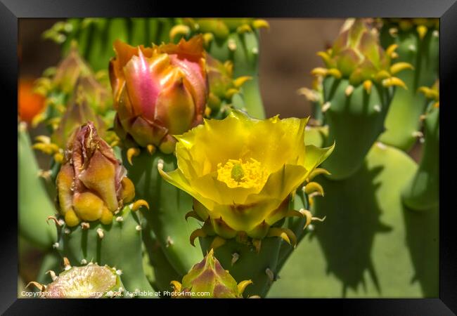 Yellow Blossom Plains Prickly Pear Cactus Blooming Macro Framed Print by William Perry