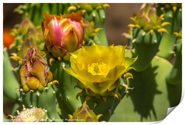 Yellow Blossom Plains Prickly Pear Cactus Blooming Macro Print by William Perry