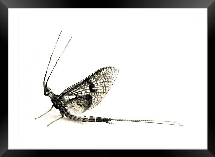 mayfly moment Framed Mounted Print by Heather Newton