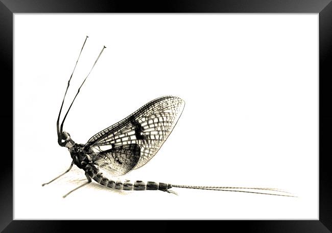mayfly moment Framed Print by Heather Newton