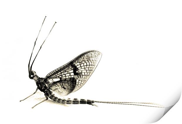 mayfly moment Print by Heather Newton