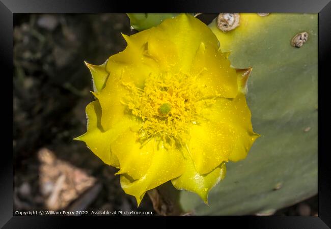Yellow Blossom Plains Prickly Pear Cactus Blooming Macro Framed Print by William Perry