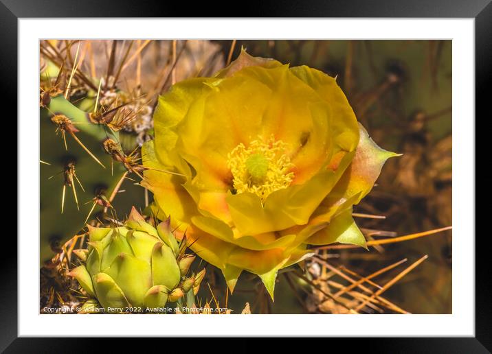 Yellow Orange Blossom Prickly Pear Cactus Blooming Macro Framed Mounted Print by William Perry