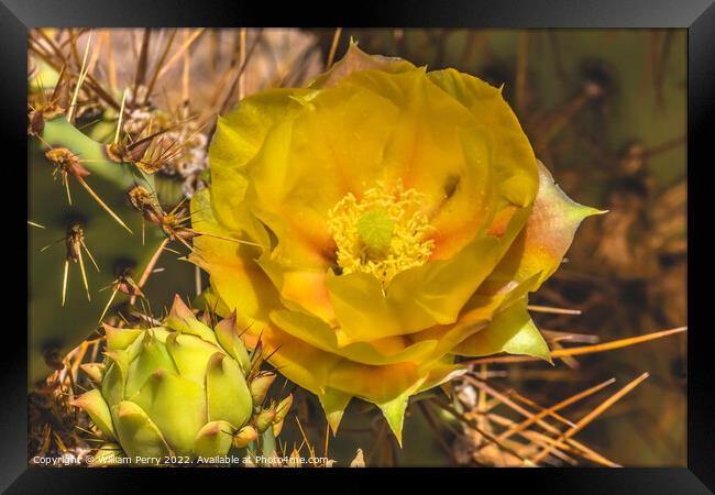 Yellow Orange Blossom Prickly Pear Cactus Blooming Macro Framed Print by William Perry