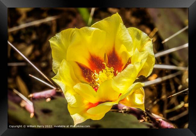 Yellow Red Blossom Eastern Prickly Pear Cactus Blooming Macro Framed Print by William Perry