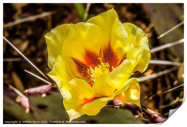Yellow Red Blossom Eastern Prickly Pear Cactus Blooming Macro Print by William Perry