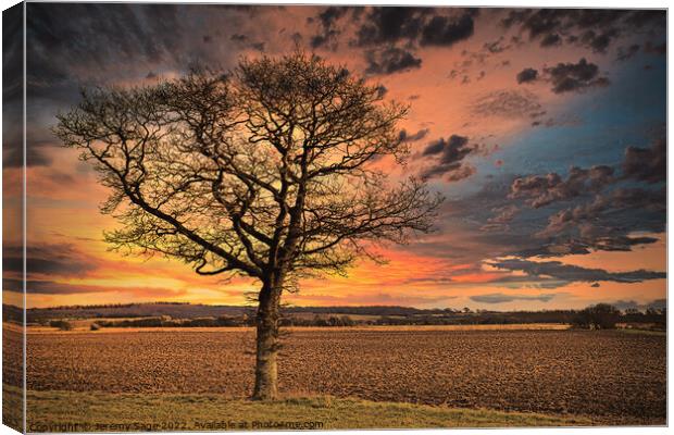 Just another tree Canvas Print by Jeremy Sage
