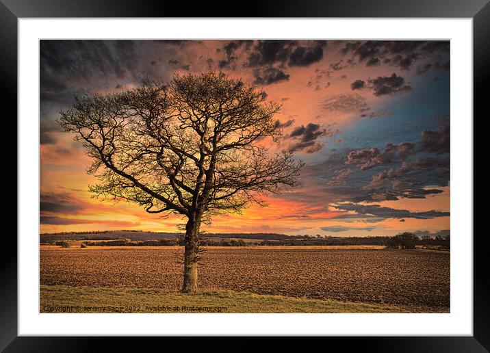 Just another tree Framed Mounted Print by Jeremy Sage