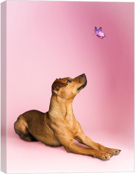 Dog and a butterfly Canvas Print by Nik Taylor