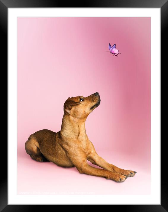 Dog and a butterfly Framed Mounted Print by Nik Taylor