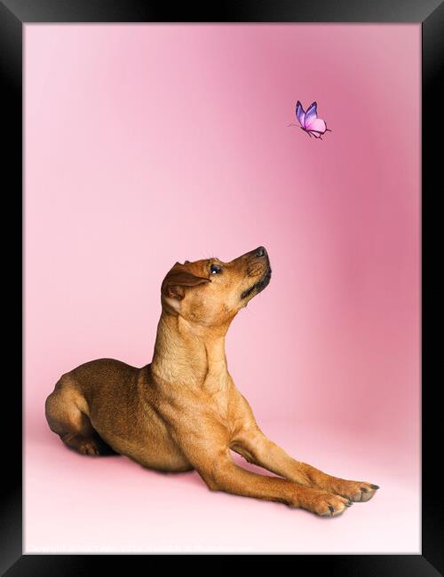 Dog and a butterfly Framed Print by Nik Taylor