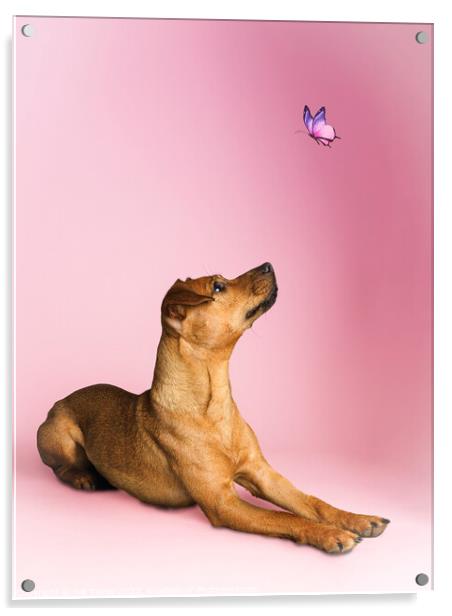 Dog and a butterfly Acrylic by Nik Taylor
