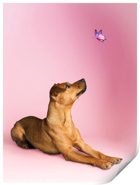 Dog and a butterfly Print by Nik Taylor