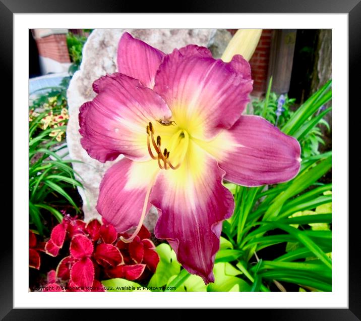 Pink Lily Framed Mounted Print by Stephanie Moore