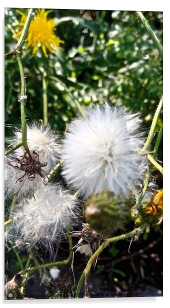 Dandelion Fluff Acrylic by Stephanie Moore