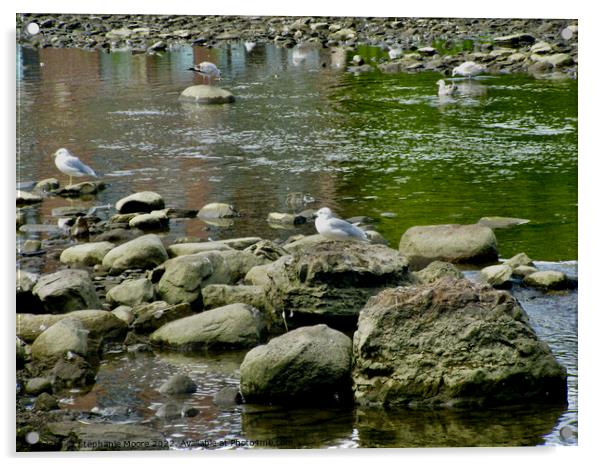 Gulls on the rocks Acrylic by Stephanie Moore