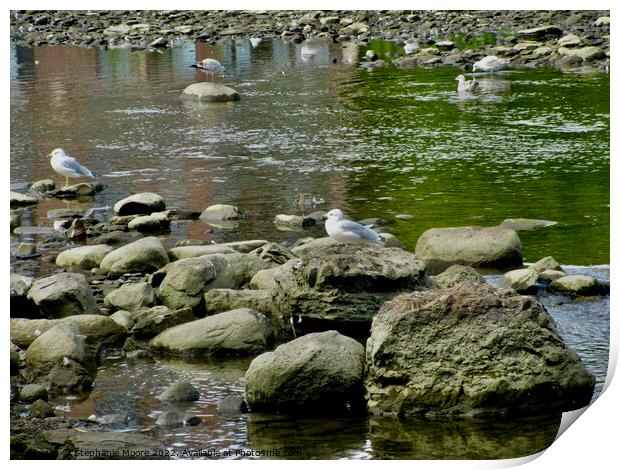 Gulls on the rocks Print by Stephanie Moore