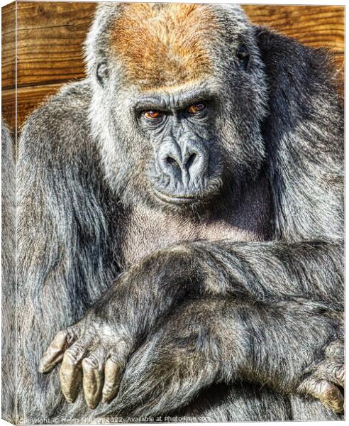 Sad Gorilla Portrait Arms crossed Canvas Print by Helkoryo Photography