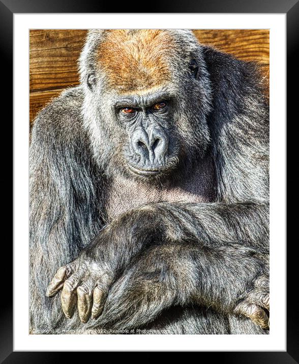 Sad Gorilla Portrait Arms crossed Framed Mounted Print by Helkoryo Photography
