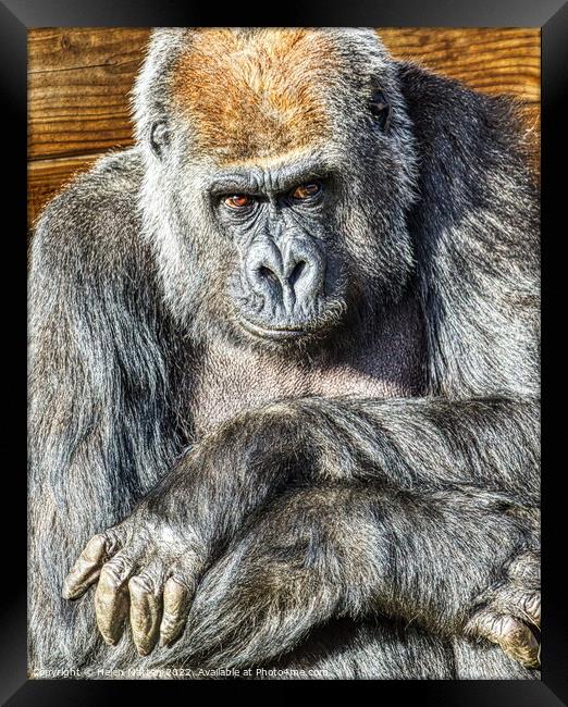 Sad Gorilla Portrait Arms crossed Framed Print by Helkoryo Photography