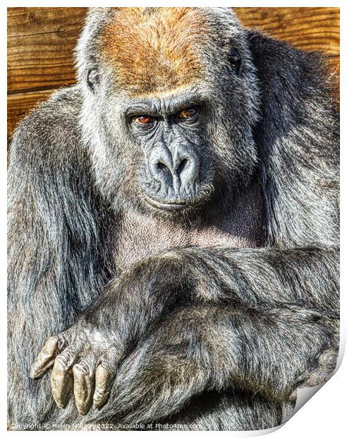 Sad Gorilla Portrait Arms crossed Print by Helkoryo Photography