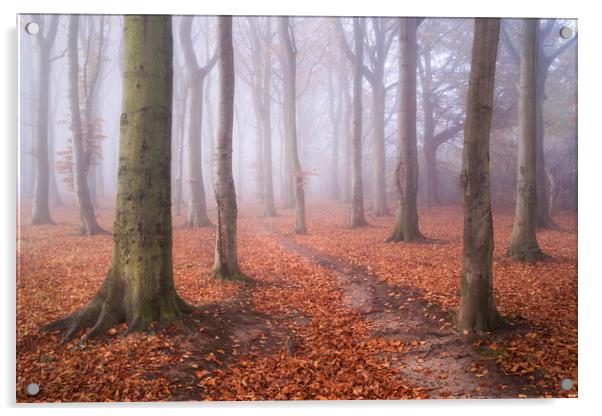 Autumnal Woodland Acrylic by David Semmens